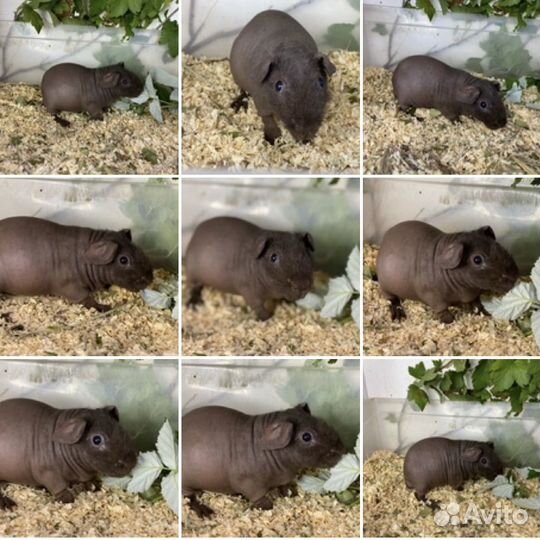 Очаровательные кабанчики