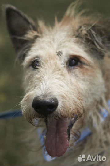 Собака из приюта ждет человека с большой душой