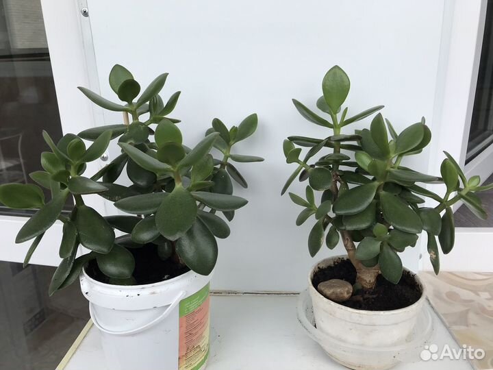 Крассула толстянка