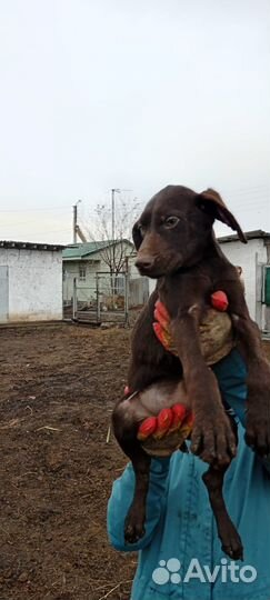 Щенки охотничьей породы