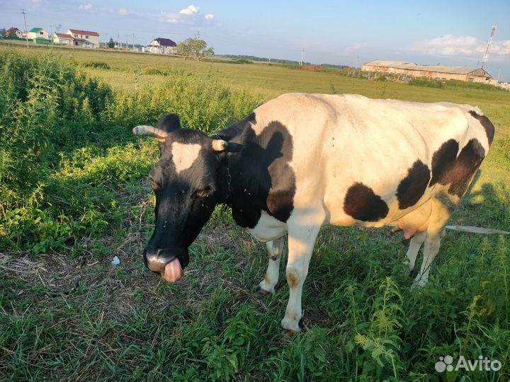 Продам Корову дойную