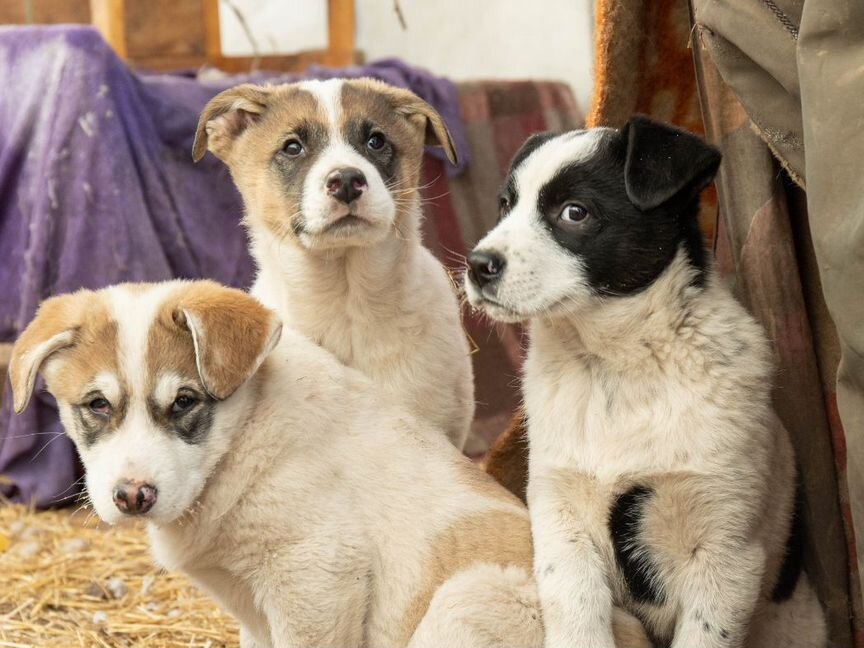 Солнечные малыши для дома и души