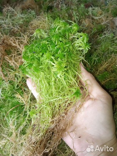 Мох сфагнум для орхидей, рептилий, улиток