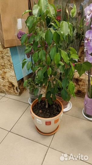 Фикус бенджамина,комнатные растения