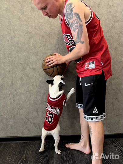 Одежда для собак