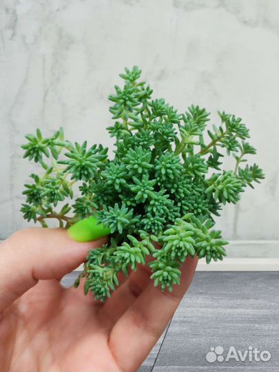 Седум, очиток, суккулент