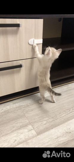 Бенгальский котенок