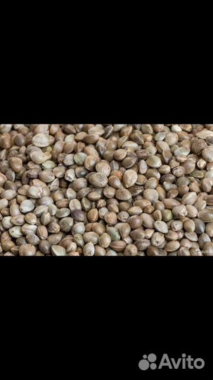 Семена конопли (не наркотической)