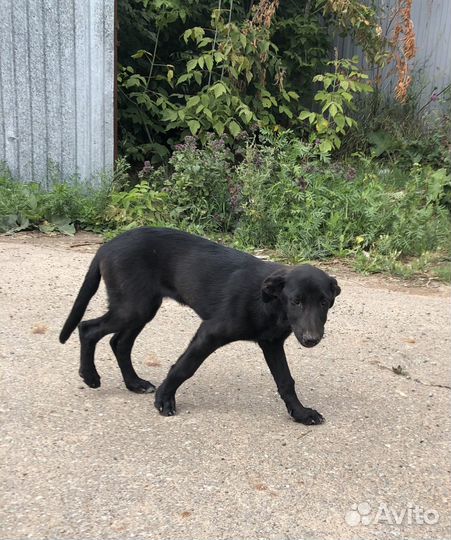 Щенок в добрые руки бесплатно