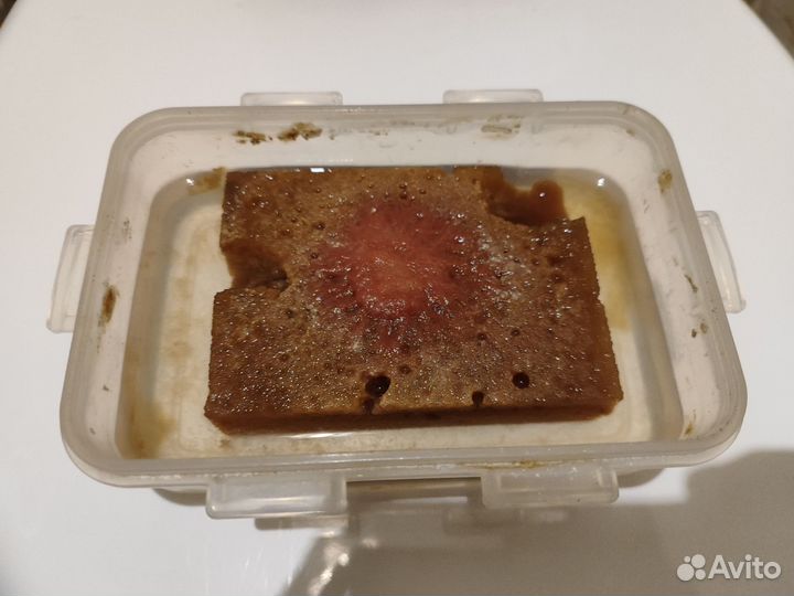 Аулофорус