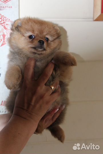 Солнышко рыжее