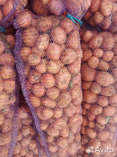 Картофель