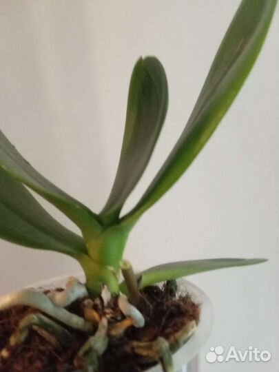 Орхидея сортовая