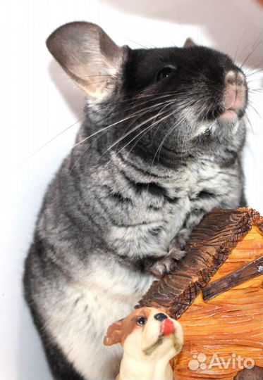 Шиншилла Черный Бархат девочка