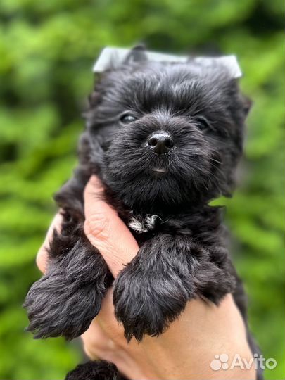 Шикарный черный йорк мальчик