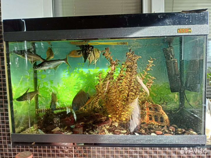 Аквариум