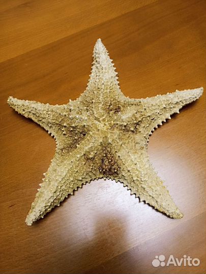 Звезда морская Вьетнам