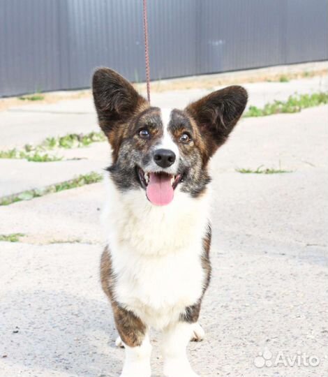 Вельш Корги Кардиган