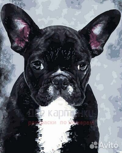 Картина по номерам 40x50 Черный французский бульдо