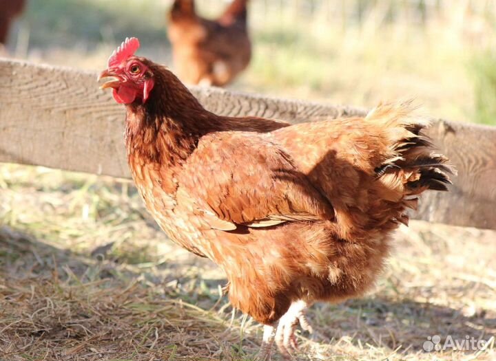 Куры несушки с агрофермы