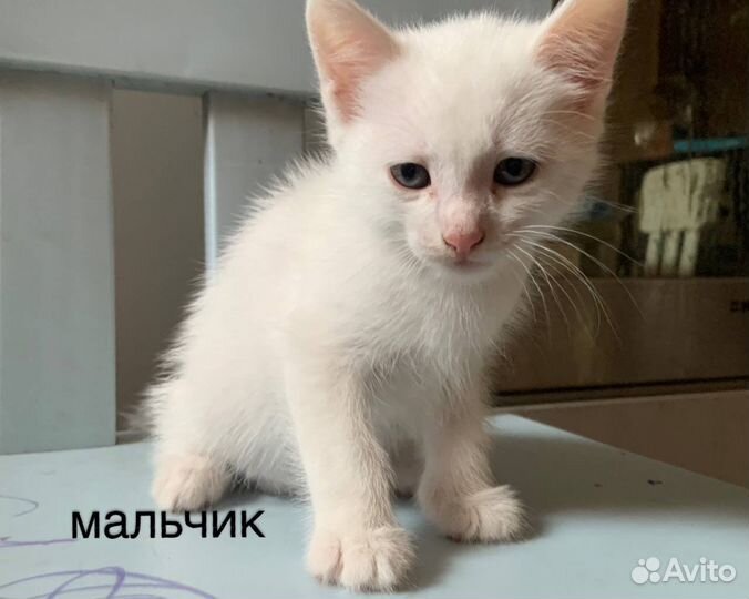 Котята мышеловки