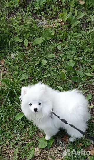 Померанский шпиц мини белый