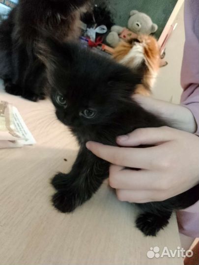 Котенок двухмесячный