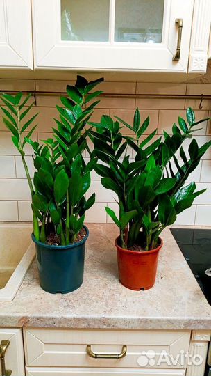 Замиокулькас много