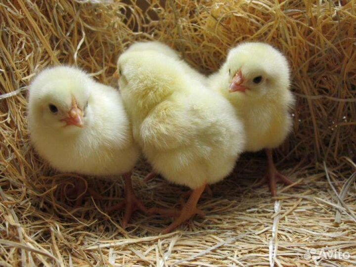 Цыплята бройлеры кобб 700