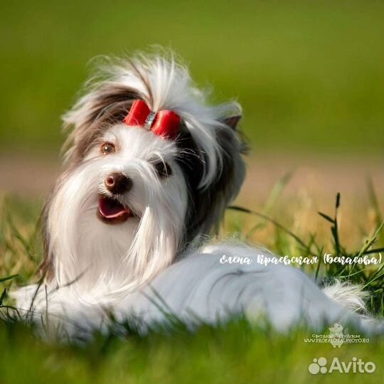 Питомник Щенки Оформление документов