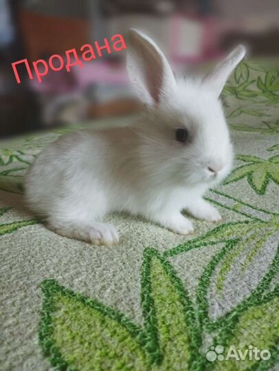 Декоративные крольчата