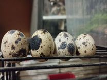 Инкубационное яйцо перепелов Тенеброз
