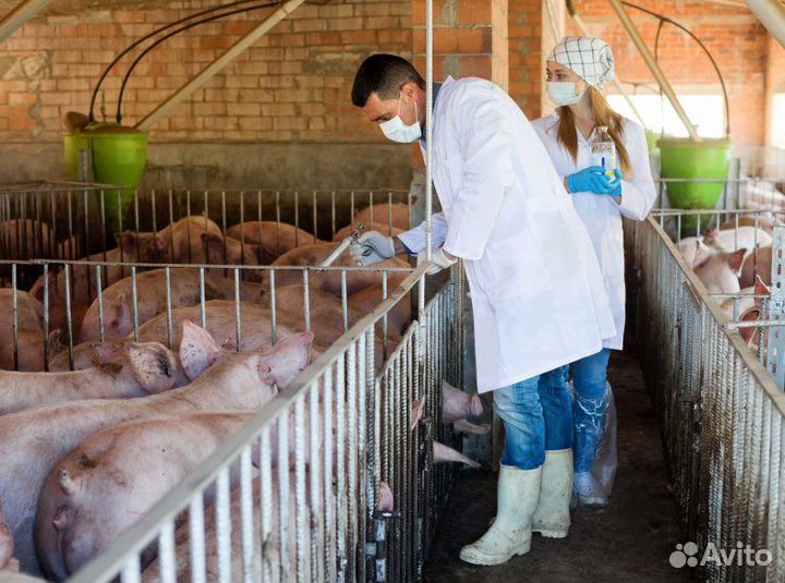 Оператор на свинокомплекс (Вахта)