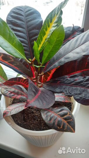 Кротон Норма