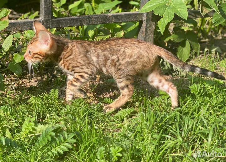 Бенгальская кошечка Таис