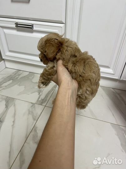 Мальтипу ф1 Корея шикарная девочка Meller