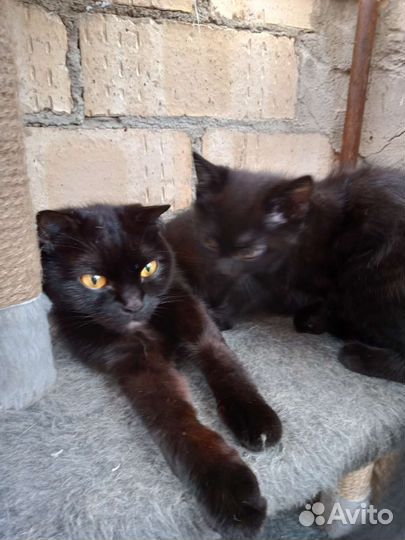 Кошка
