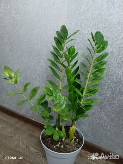 Замиокулькас