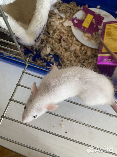 Декоративная крыса