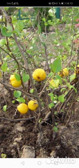 Семена китайской айвы