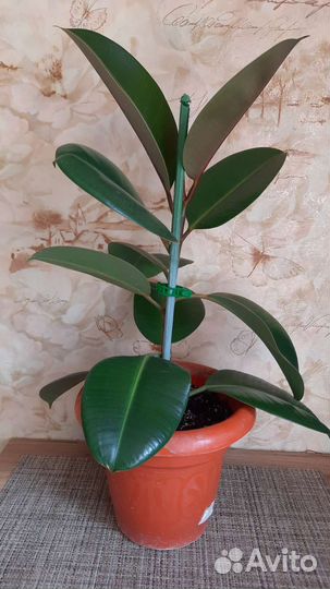 Фикус каучуконосный