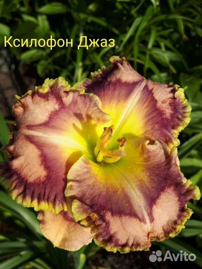 Лилейники Коллекционные