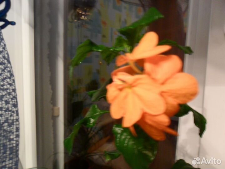 Кроссандра взросл и черенки неск шт Колеус шоколад