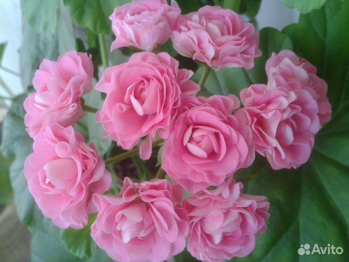 Продам розебудные герани