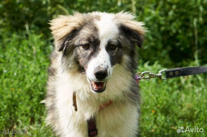 Самая обаятельная ищет дом