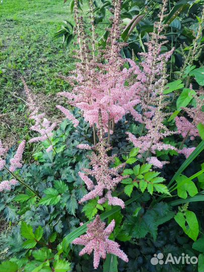 Многолетники