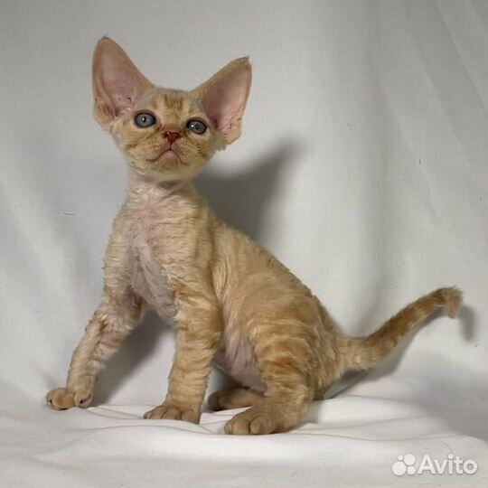 Котята девон рекс