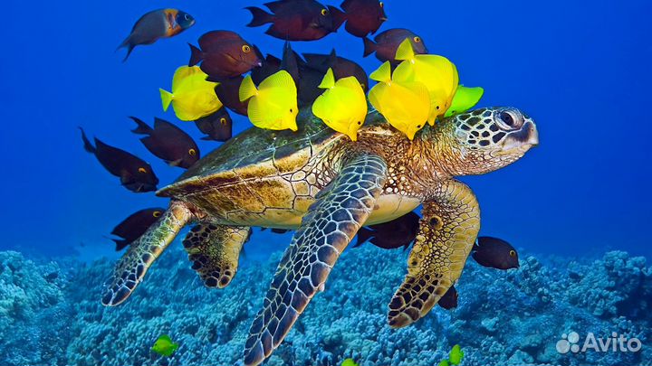 Ценопад на туры в Египет, Шарм эль Шейх