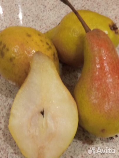 Саженцы новые перспективные сорта