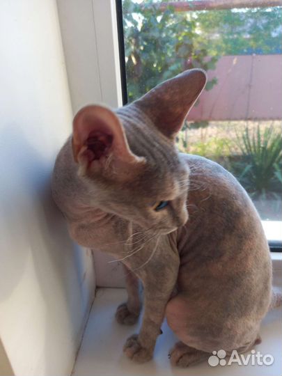 Донской сфинкс